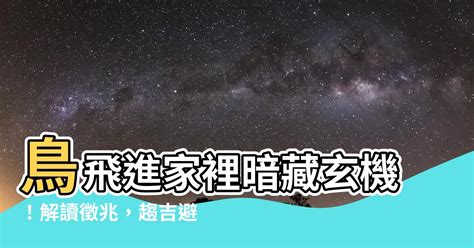 鳥飛進 家裡 代表什麼|【鳥飛進家裏代表什麼】鳥飛進家裡暗藏玄機！解讀徵兆，趨吉避。